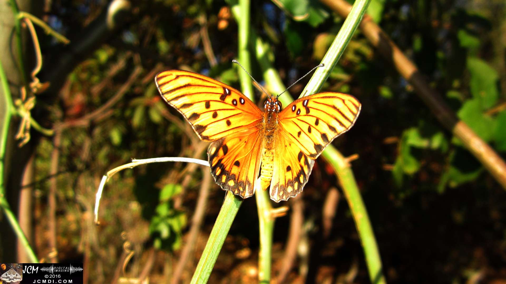 A Gulf Fritillary butterfly being released at the end of the life cycle-rearing documentary project